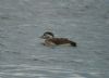 Long-tailed Duck at Paglesham Lagoon (Steve Arlow) (49619 bytes)